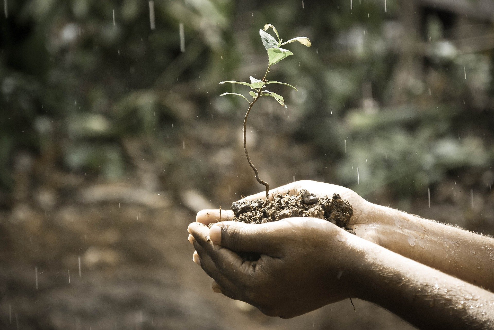 Describe A Person Who Likes To Grow Plants IELTS Cue Card