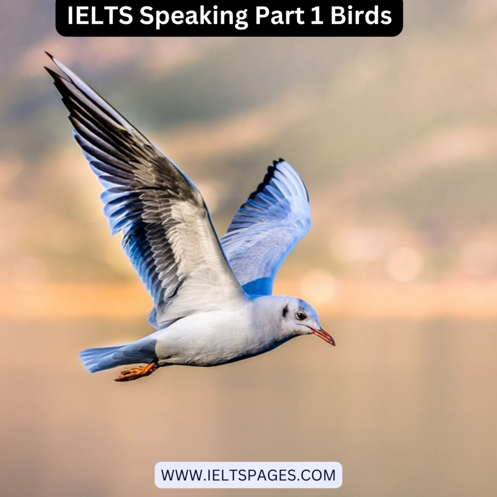 IELTS Speaking Part 1 Birds