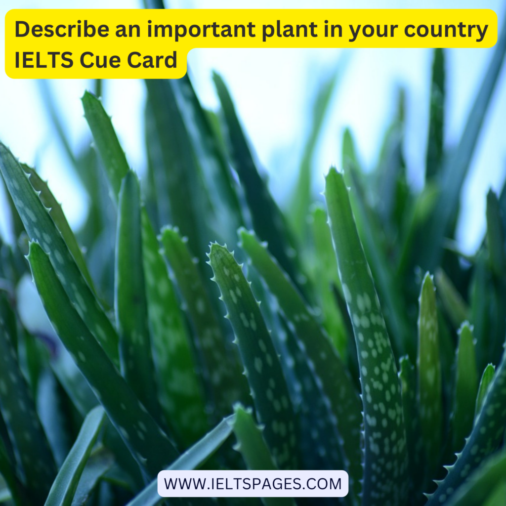 Describe an important plant in your country IELTS Cue Card